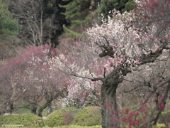 若枝