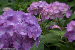 雨の日の紫陽花