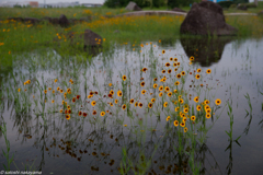 梅雨入りの水辺