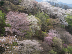 桜山