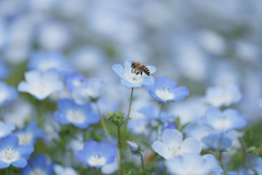 花粉集め