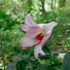 野に咲く花のように
