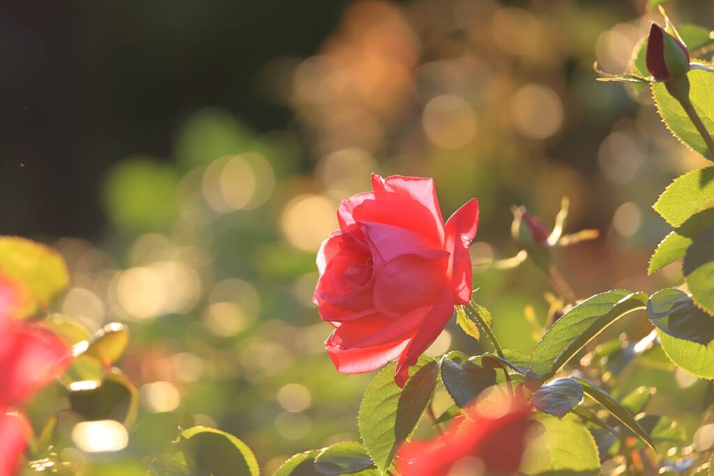 ファーストショット