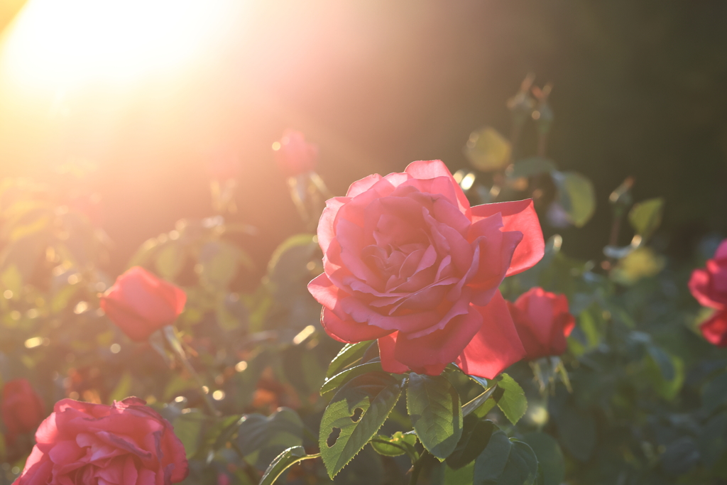 スポットライト