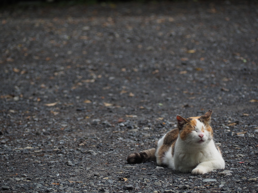 猫になりたい