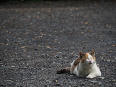猫になりたい