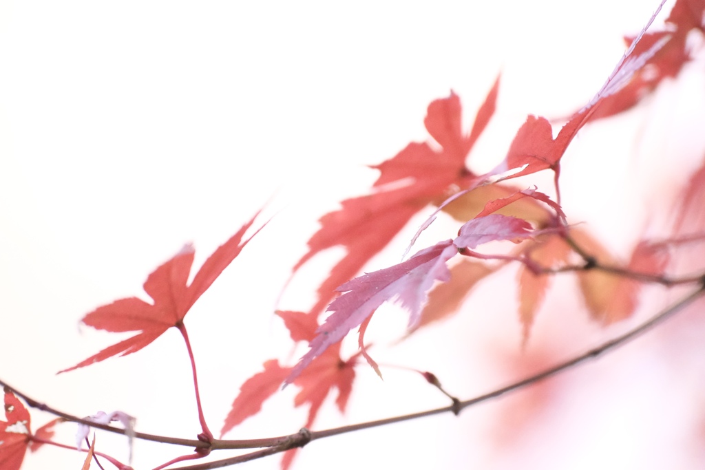 紅白