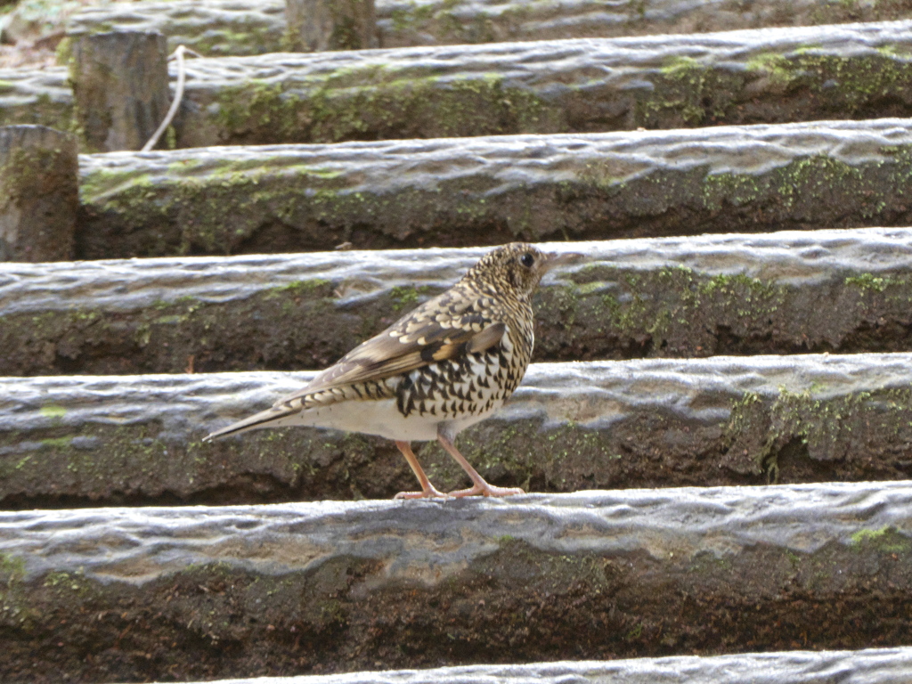 野鳥観察日記　トラツグミ