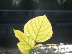 Gold　Leaf