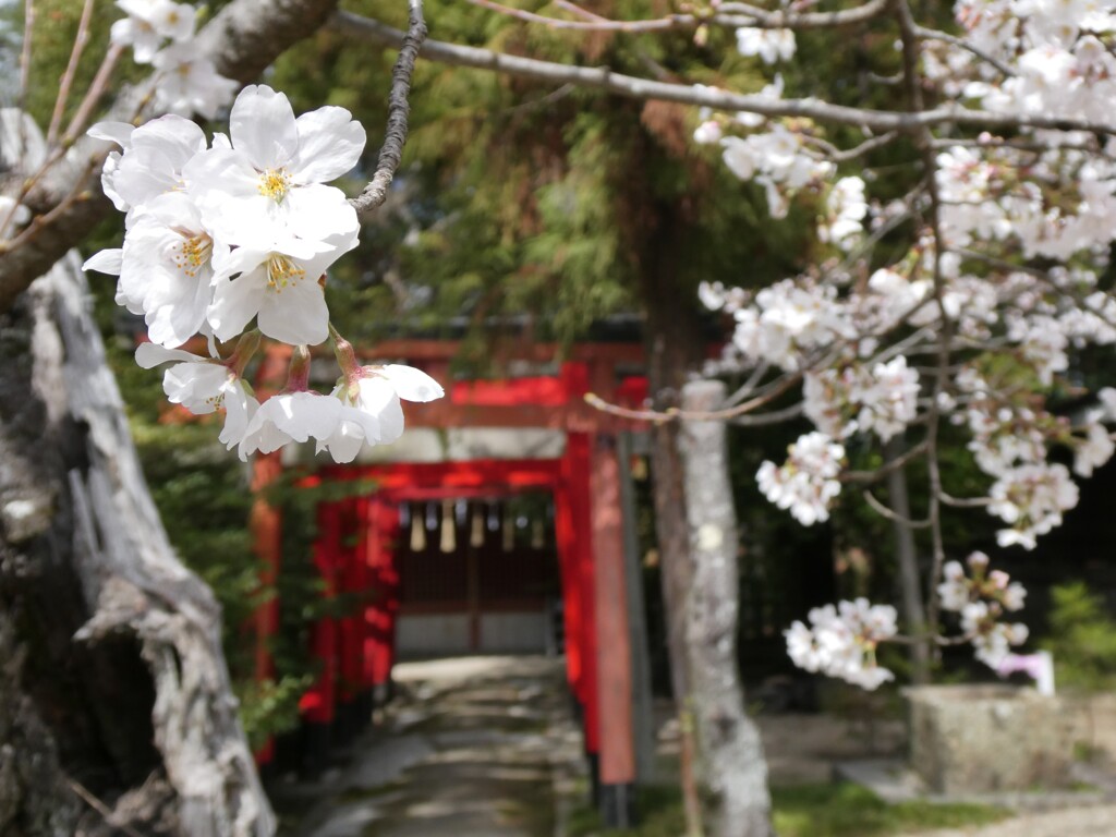 散歩  姫路神社