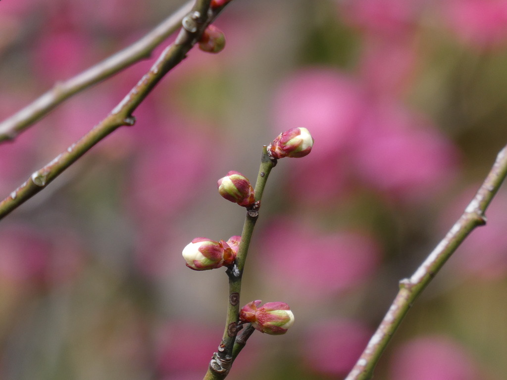 梅　蕾