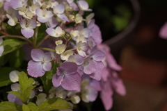 紫陽花