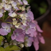 紫陽花