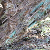 野鳥観察日記　トラツグミ