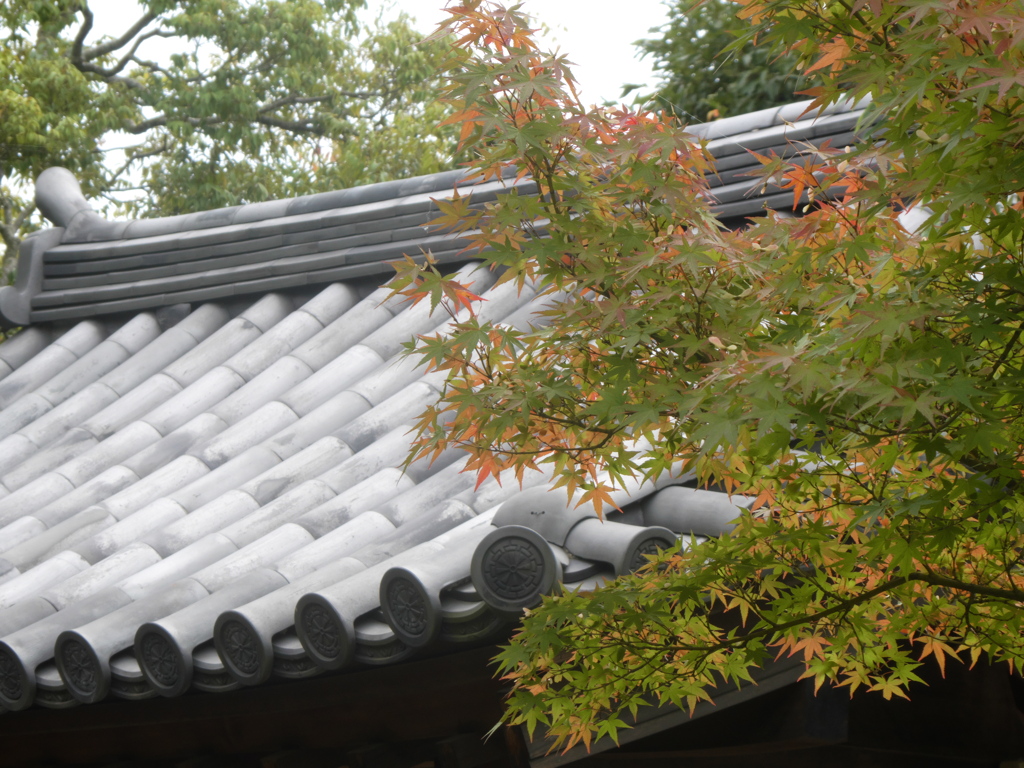好古園　屋敷門　紅葉
