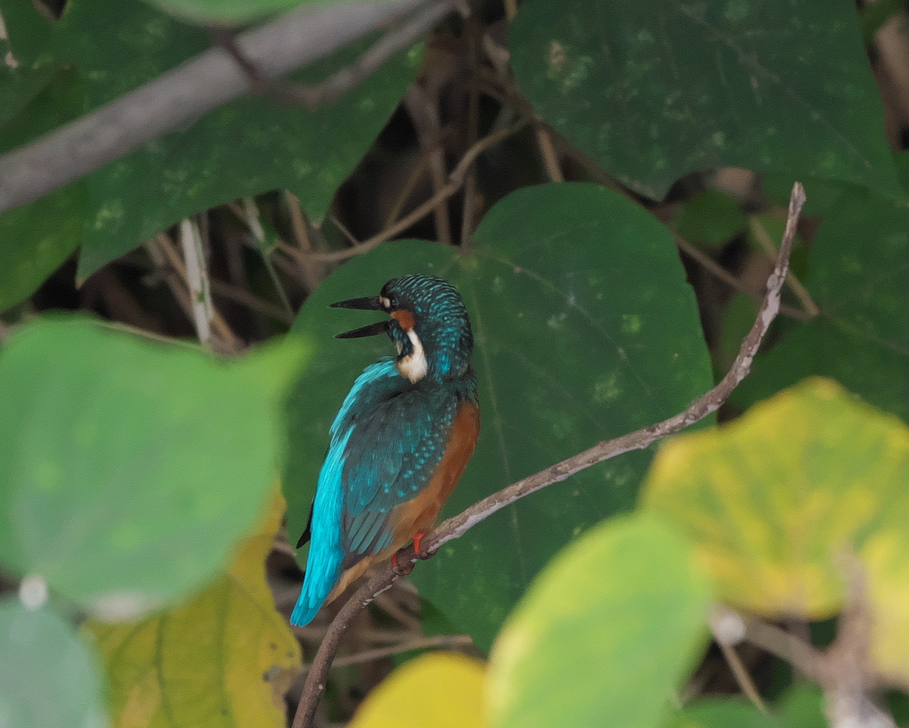 野鳥観察日記　カワセミ
