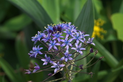 Scilla peruviana