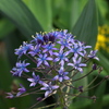 Scilla peruviana