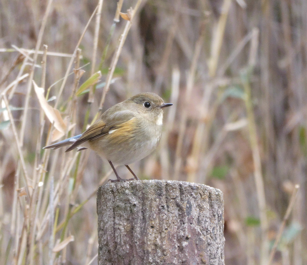 野鳥観察日記　ルリビタキ