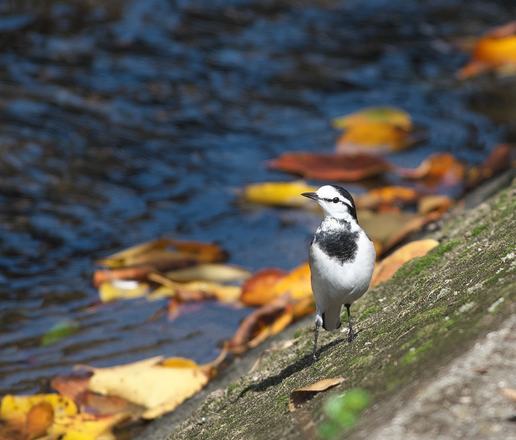 野鳥観察日記　ハクセキレイ