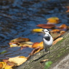 野鳥観察日記　ハクセキレイ