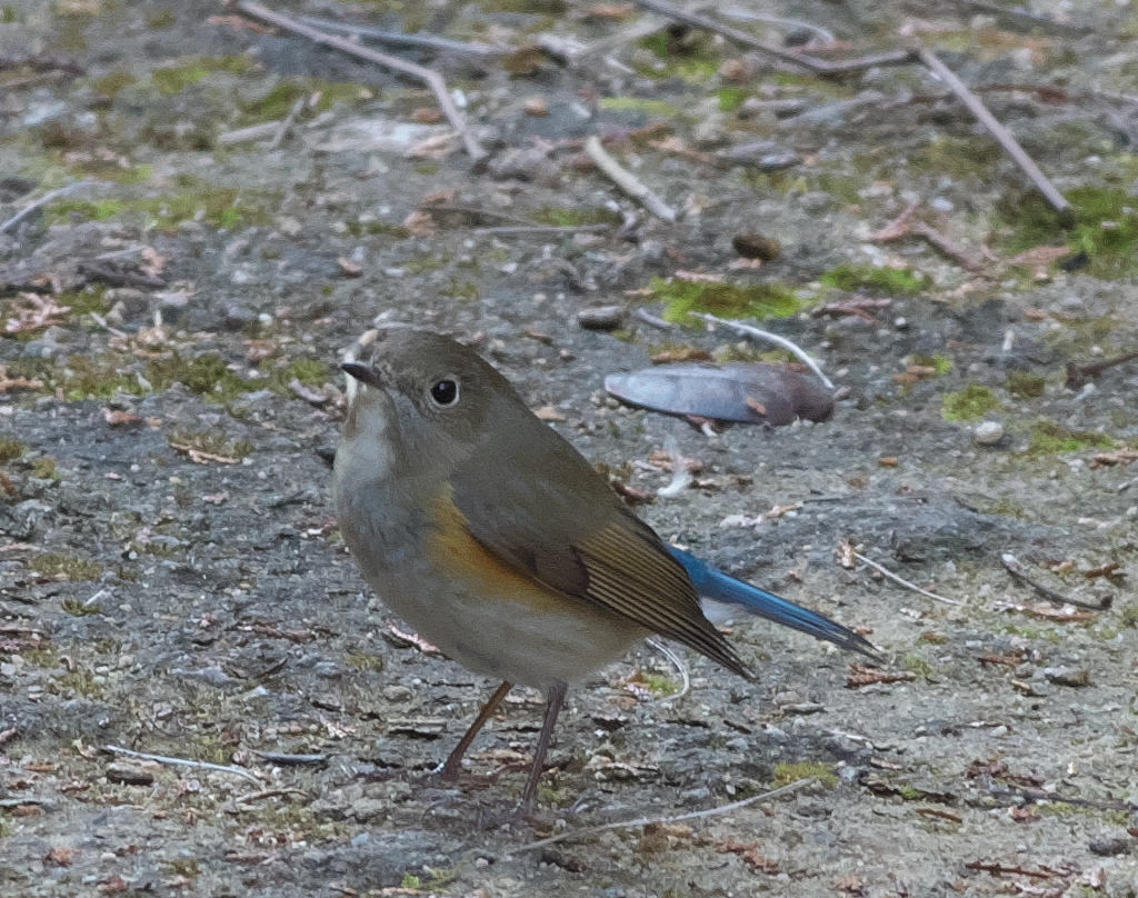 野鳥観察日記　ルリビタキ