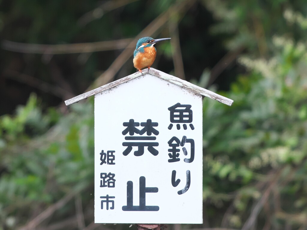 野鳥観察日記　カワセミ