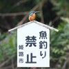 野鳥観察日記　カワセミ