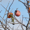 野鳥散策日記　柿メジロ