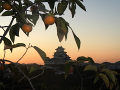 夜明けの姫路城　柿と共に＾＾
