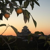 夜明けの姫路城　柿と共に＾＾