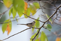 野鳥散策日記　エナガ