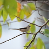 野鳥散策日記　エナガ