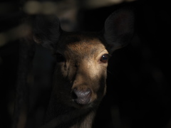 自然観察日記 鹿 自然観察日記 鹿