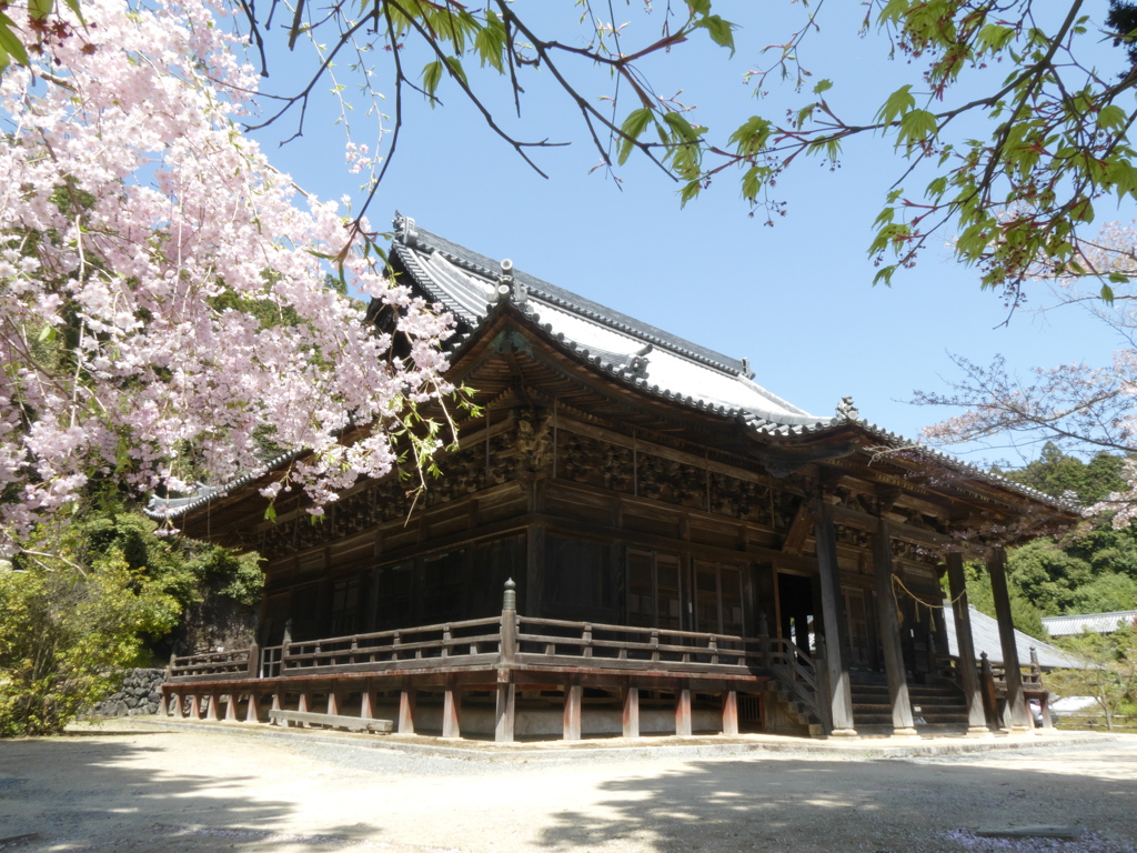 姫路　随願寺と桜