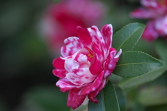 マーブル山茶花
