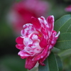 マーブル山茶花
