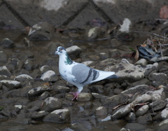 野鳥観察日記　鳩