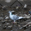 野鳥観察日記　鳩