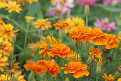 お花畑