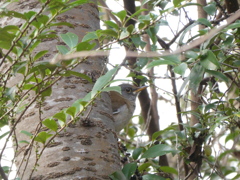 野鳥観察日記