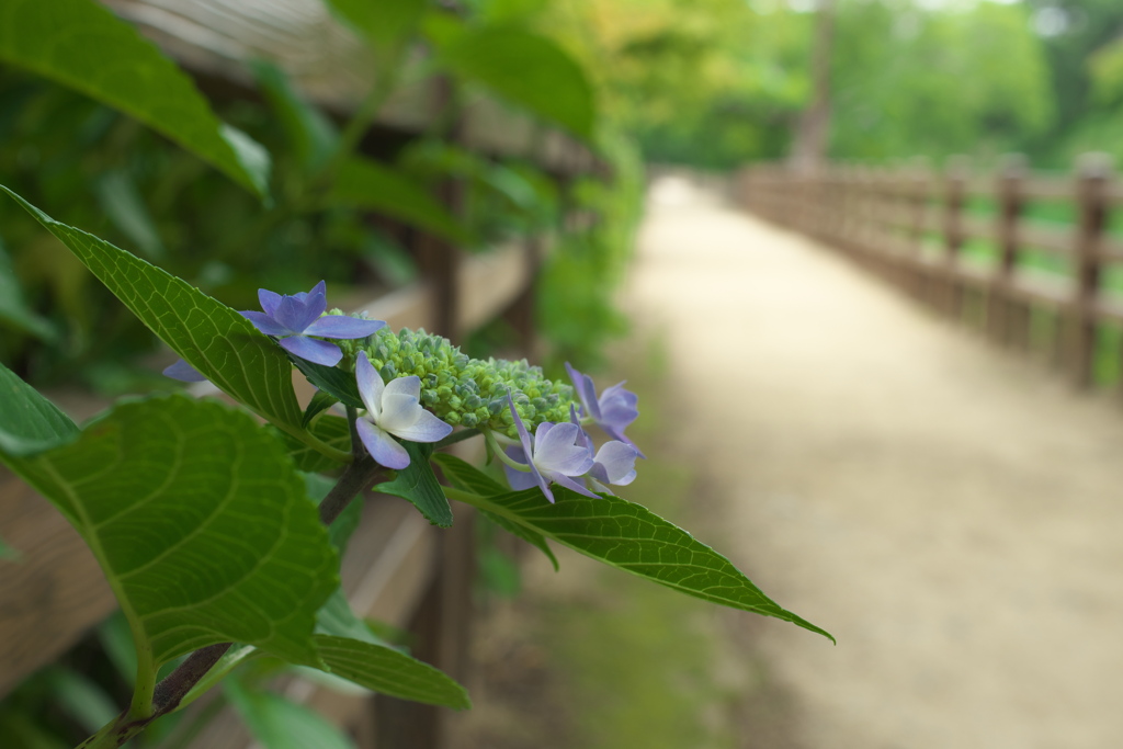 紫陽花の小径