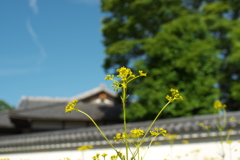 散策にて