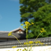 散策にて
