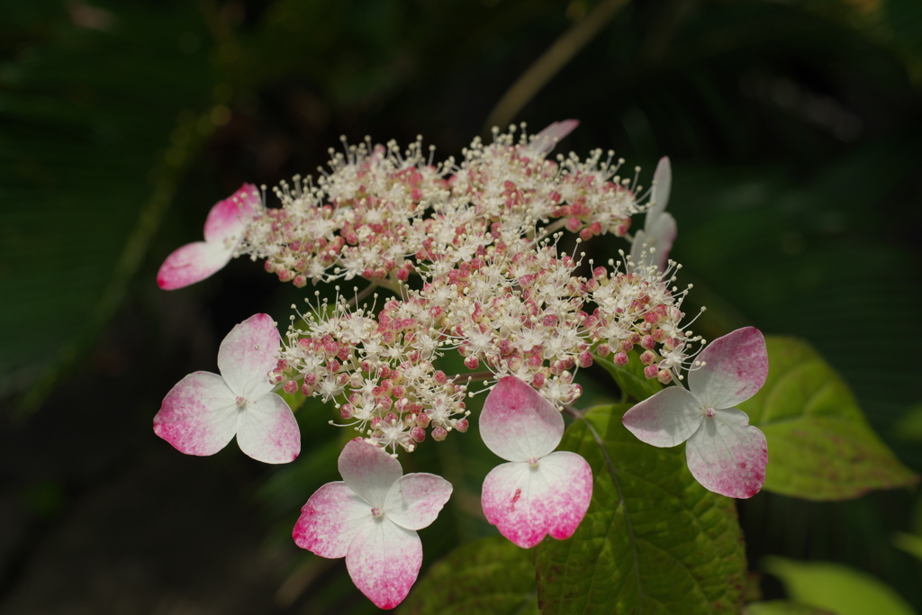 紫陽花