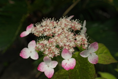 紫陽花