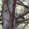 野鳥観察日記　カケス