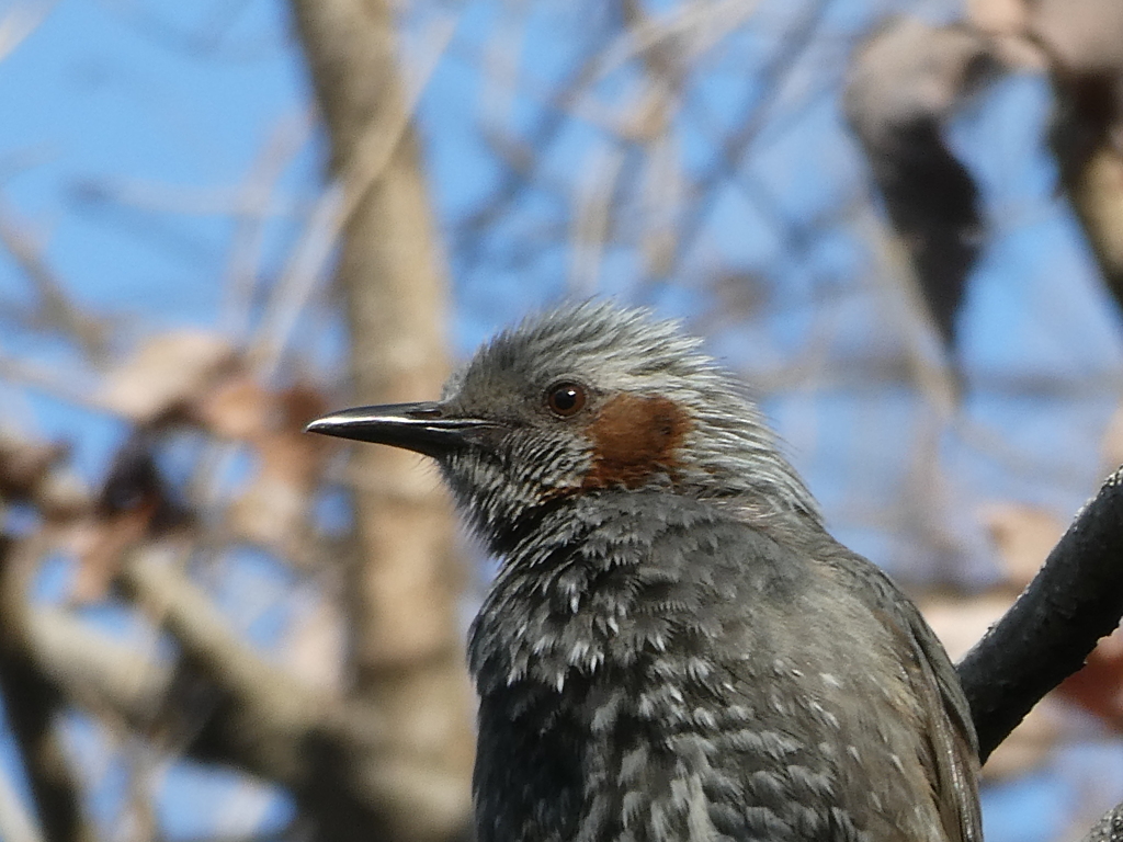 野鳥観察日記　ヒヨドリ