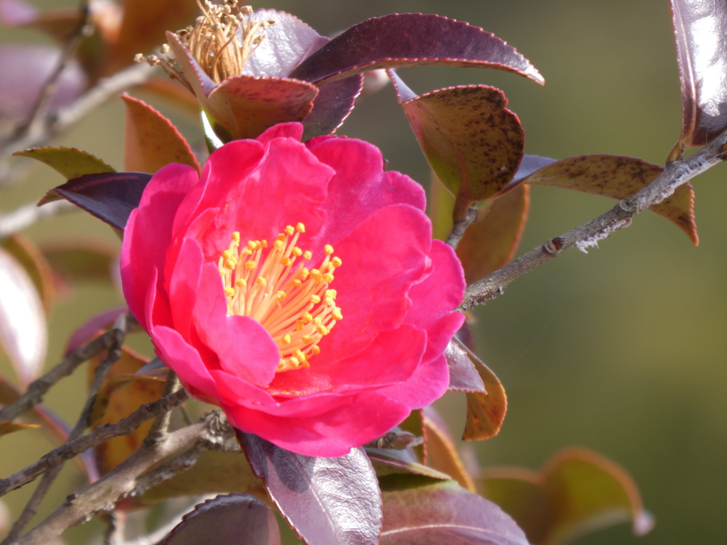 山茶花