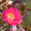 山茶花